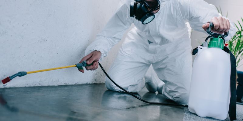 Como é feita a dedetização de baratas em Boa Vista