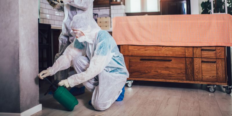 Dedetização em Apartamento Como Funciona em Boa Vista: Confira 4 Passos