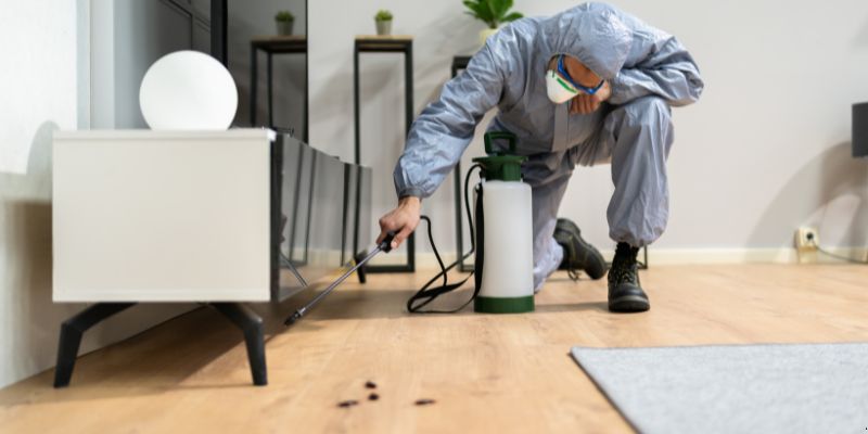 Quanto tempo dura uma dedetização em Boa Vista?